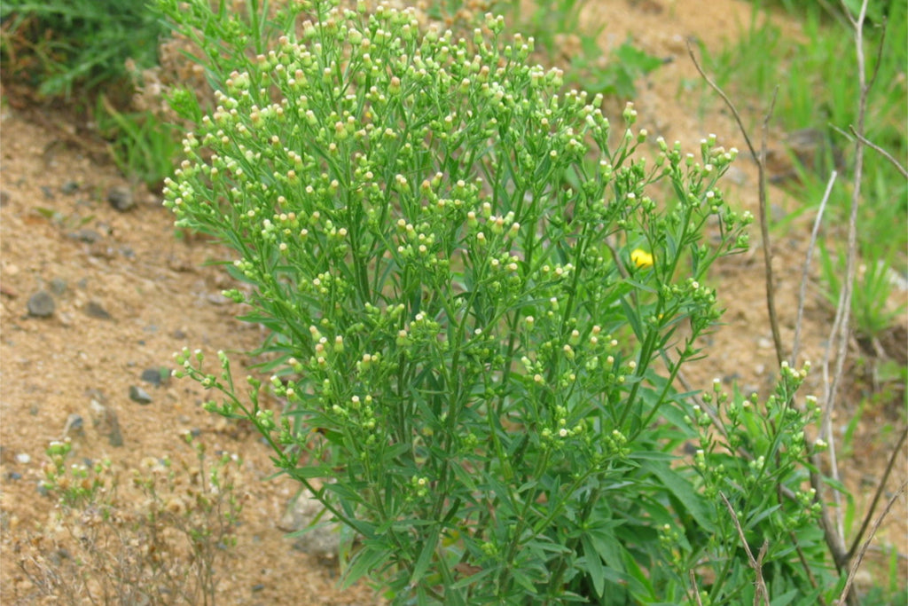 Canadian fleabane