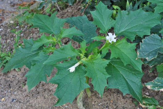 Thorn Apple