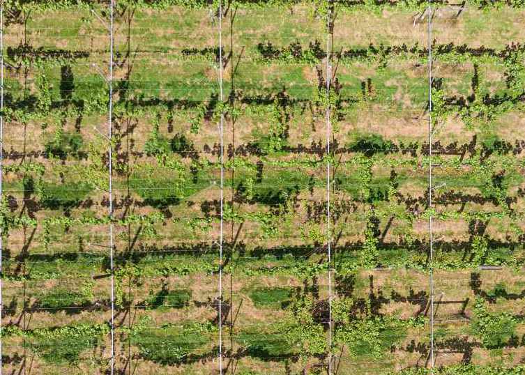 kiwifruit